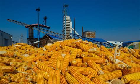 玉米收购季到来，玉米价格“3连涨”，1.3元时代即将到来？-市场动态-行业资讯-面粉信息网