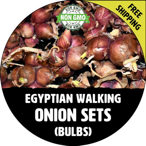 EGYPTIAN WALKING ONION SETS (Red Bulbs For Seed) - Non-GMO Plant ...