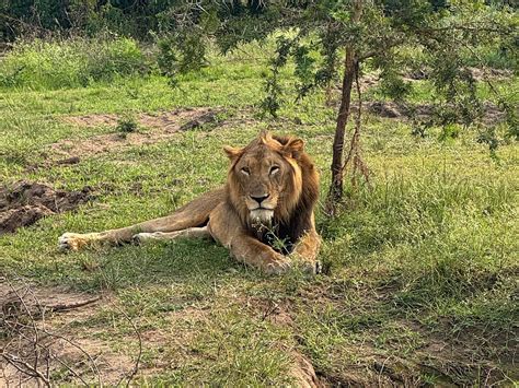 KABAFFULO SAFARIS (2026) All You Need to Know BEFORE You Go (with ...