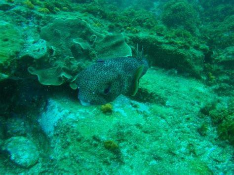 Pure Dive (Brisbane) - All You Need to Know BEFORE You Go