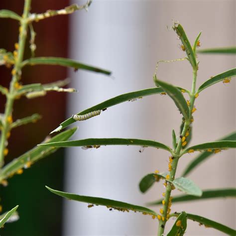 Aphids On Milkweed Free Stock Photo - Public Domain Pictures