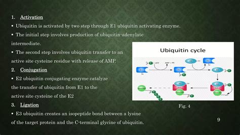 Image result for Methylation Reaction in Post Translational Modification