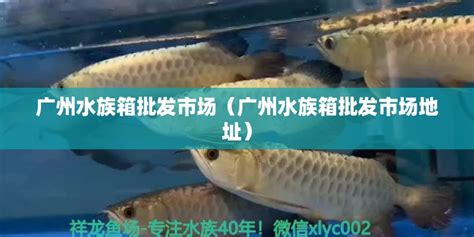 长春水族批发市场都在哪里？(长春淡水鱼批发市场在哪) - 祥龙蓝珀金龙鱼 - 广州观赏鱼批发市场