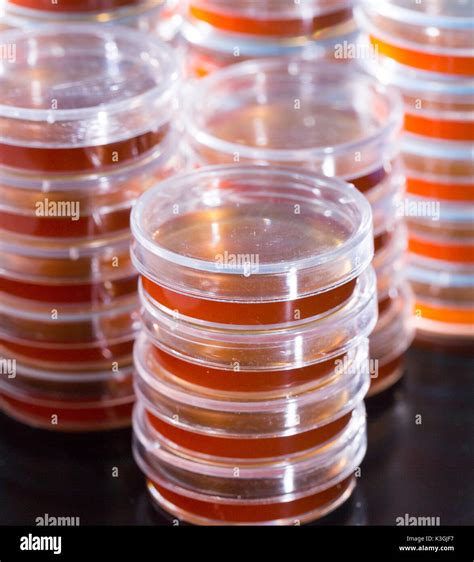 Petri Dish With Agar