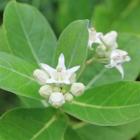 Bhajanlal Greenery Live Purple Aak/Madar/Calotropis Gigantea Medicinal ...