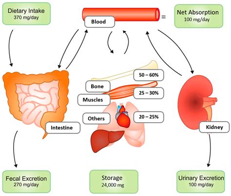 Fat Burners And Kidney Function at Marie Vaughan blog