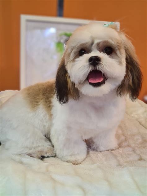 Bubbles and Barks Dog Grooming, The Smart Groomer Tutor Training, Manky ...