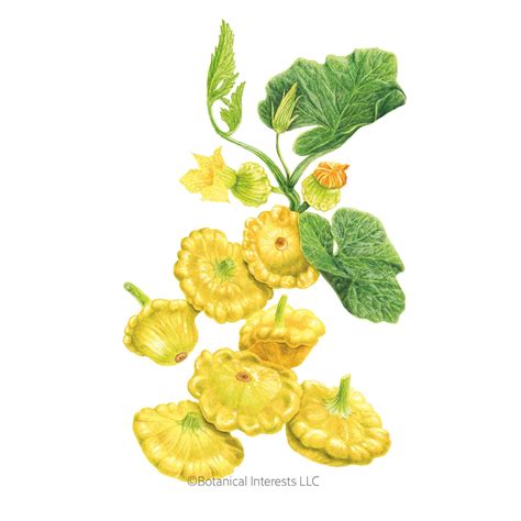 Gelber Englischer Summer (Patty Pan) Squash Seeds – Botanical Interests