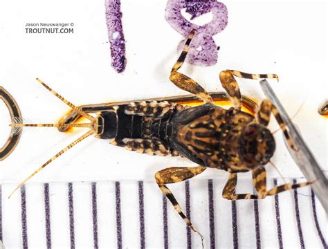 Male Ephemerella (Hendricksons, Sulphurs, PMDs) Mayfly Nymph Pictures