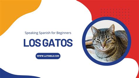Cat Vocabulary in Spanish - Latin ELE
