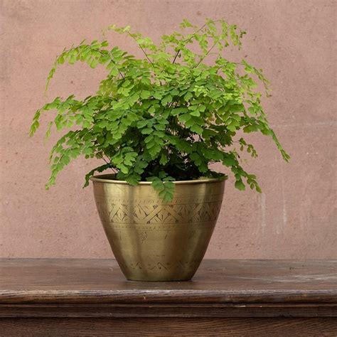 Buy maidenhair fern Fragrans Adiantum raddianum 'Fragrantissimum ...