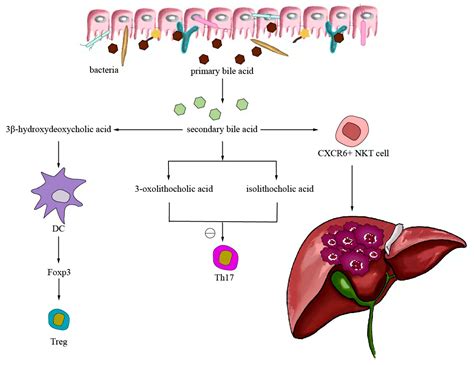 Potential Effects of Regulating Intestinal Flora on Immunotherapy for ...