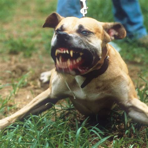 Strong Pitbull Dogs Attack