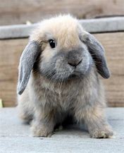 Image result for baby holland lop bunnies colors