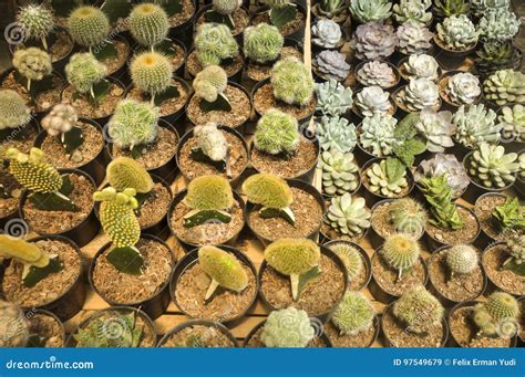 Cactus stock image. Image of botanical, botany, kaktos - 97549679