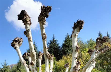 Image result for Pollarding