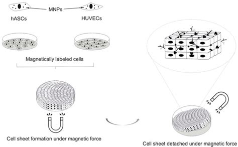 Nanomaterials | Special Issue : Nanomaterials in Dentistry