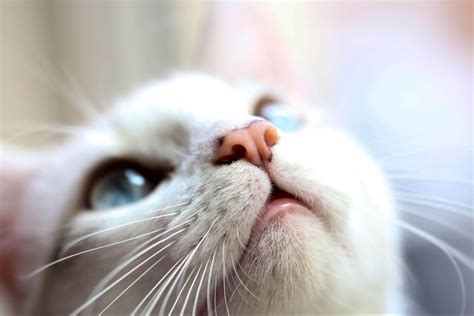 貓流鼻水怎麼辦？從原因到治療完整解析