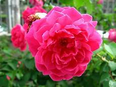nomi fiori giapponesi fiori orientali fiori di piante fiori asiatici nomi fiori giapponesi fiori orientali fiori di piante fiori asiatici