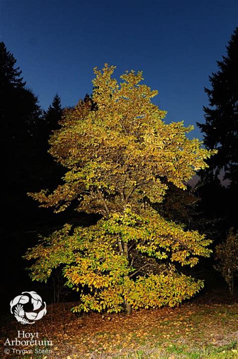 Magnolia × loebneri 'Dr. Merrill' - White Loebner Magnolia | Hoyt ...