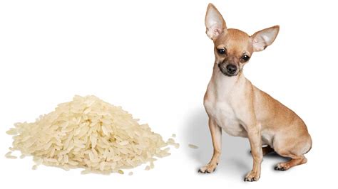 Can Dogs Eat Jasmine Rice? (Jasmine Rice Safety Explained) | Dog Advisory Council