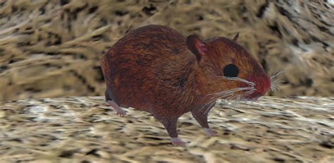 Java Hamster Simulator 的图像结果