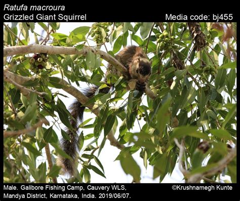 Ratufa macroura Pennant, 1769 - Grizzled Giant Squirrel | Mammals