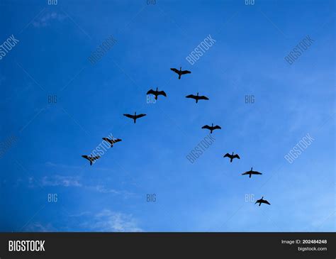 Imagen y foto Group Birds Flying (prueba gratis) | Bigstock