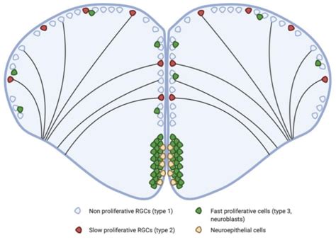 Cellular Mechanisms Participating in Brain Repair of Adult Zebrafish ...
