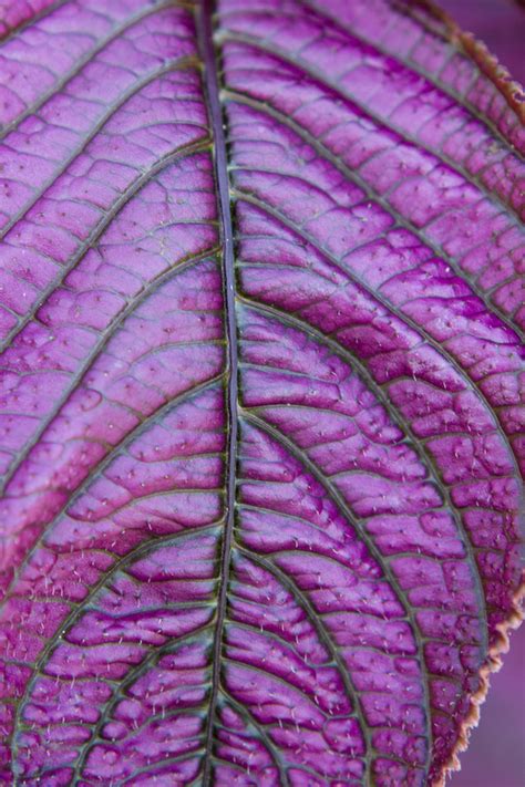 Texture Photographers Low Resolution 的图像结果