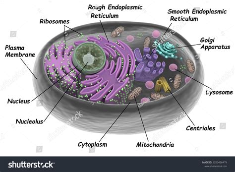 3d Eukaryotic Cell Structure