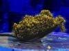 Renowned Chef Eric Ripert Whips Up a Luxurious Caviar