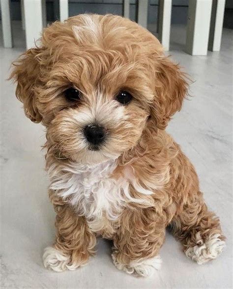 20 incredibly attractive poodle puppies that will complete your family – Artofit