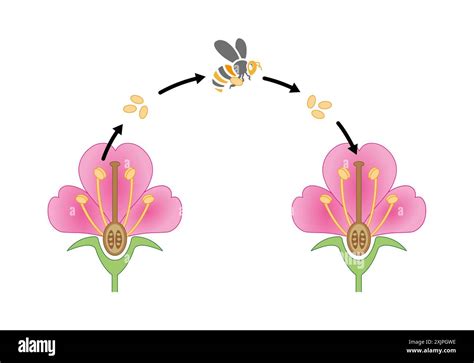 Pollination Explained 的图像结果