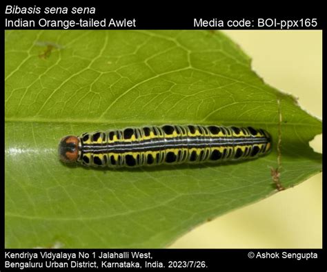 Bibasis sena sena | Butterfly