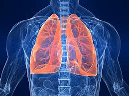 Lungs 的图像结果