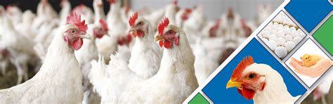 Poultry Animal Health Products | Provimi