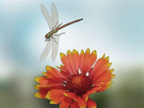 トンボを庭にひきつける 3つの方法 - wikiHow