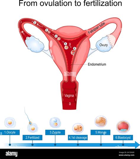Image result for Female Reproductive System Diagram Fertilization