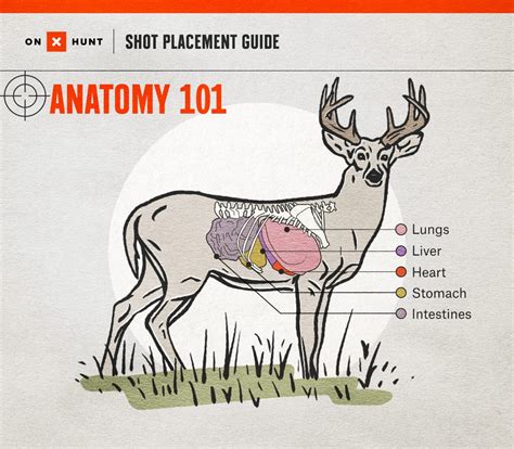 How Can You Tell How Old a Whitetail Deer is: Expert Tips - The Deer Hunting