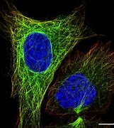 Image result for microtubule