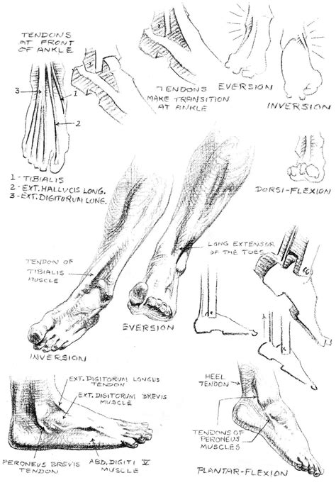 Foot Drawing 的图像结果