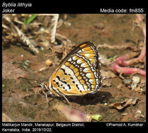 Byblia ilithyia (Drury, [1773]) - Joker | Butterfly