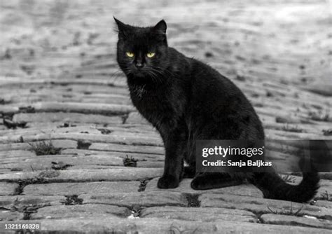 Image result for Rust Cat