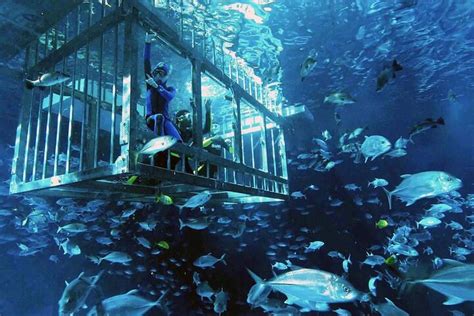 2023 Cage Snorkeling Dubai Mall Aquarium