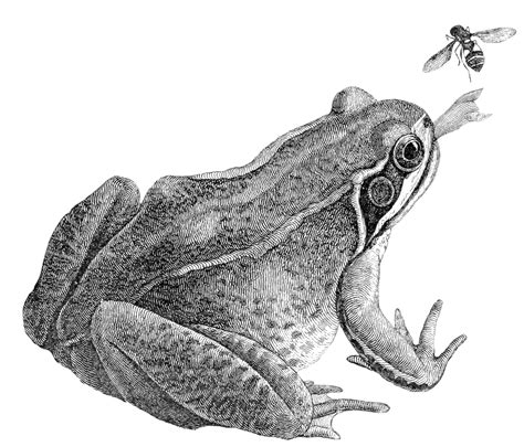 Image result for Help This Frog Fly