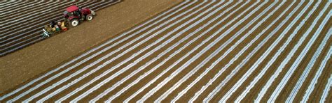 Soil Solarization Film & Low Tunnel Film | Agriplast
