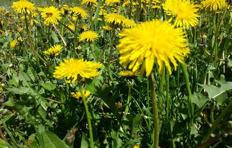 Wallpaper flowers, nature, dandelion, glade, beautiful, dandelions ...