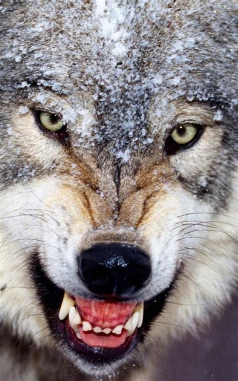 森林里的野生狼图片-趴在地上休息的狼素材-高清图片-摄影照片-寻图免费打包下载