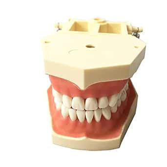 iDENTical Frasaco Type Typodont Jaw Set M8014 | Realistic Dental ...